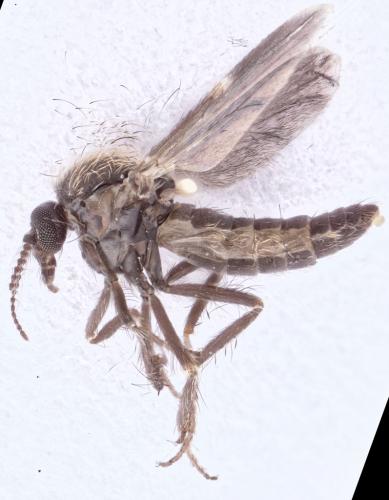 Forcipomyia sp.